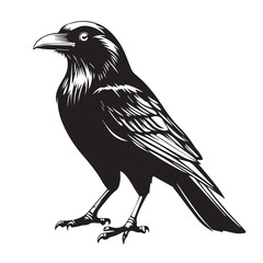 Fototapeta premium Raven in cartoon, doodle style . Image for t-shirt, web, mobile apps and ui. Isolated 2d vector illustration in logo, icon, sketch style, Eps 10, black and white. AI Generative