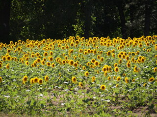 Obraz premium Beautiful Sunflowers on a Bright Sunny Midwestern Day