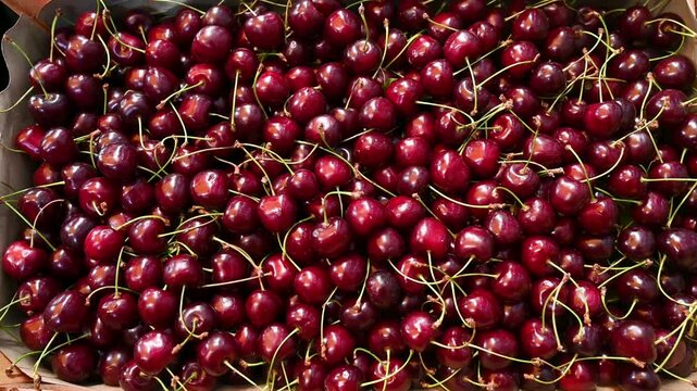 Fresh cherries for sale at the market. Ripe red cherries.