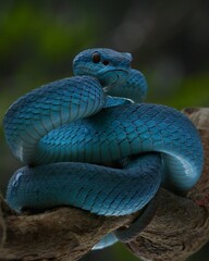 Fototapeta premium Potrait blue viper snake on branch, viper snake, blue insularis, trimeresurus insularis, 09 September 2024 Indonesia