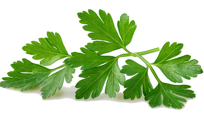 Parsley isolated on white background, full depth of field
