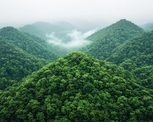 Rainforest canopy, mist rising from the ground, towering trees, rich green tones
