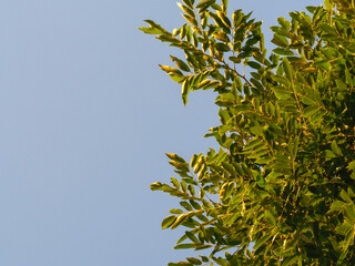 Tree tops leaves and evening light for nature copy space background