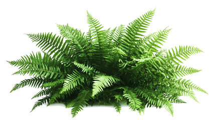 fern leaf , cut out, png, isolated on white background, full depth of field