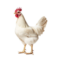 Fototapeta premium Full body of white rooster isolated on transparent background. Chicken portrait
