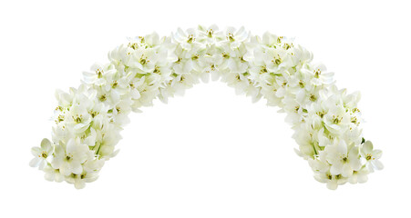 White ornithogalum flowers in a floral arch arrangement isolated on white or transparent background