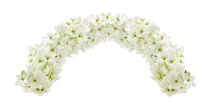 Fototapeta White ornithogalum flowers in a floral arch arrangement isolated on white or transparent background