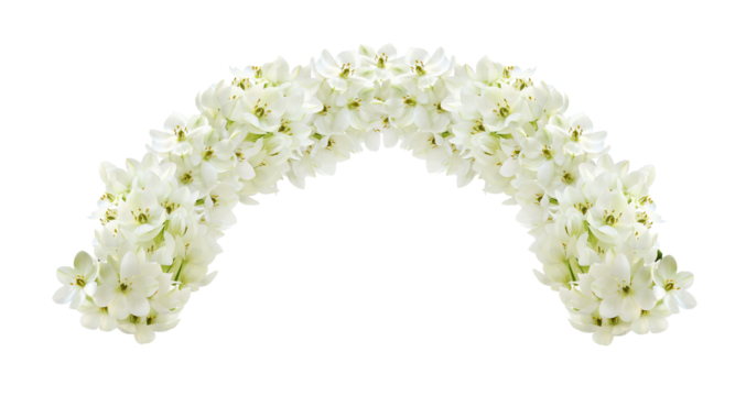 White ornithogalum flowers in a floral arch arrangement isolated on white or transparent background