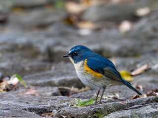 地面に降りてエサを探しているルリビタキの雄