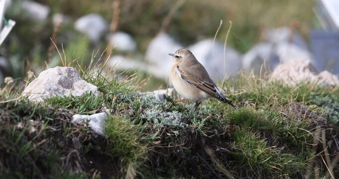 The northern wheatear or wheatear  (Oenanthe oenanthe) , small passerine bird that lives at high altitudes, winter plumage.