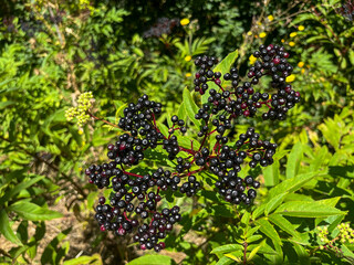 PLANTAS SILVESTRES. HOJAS Y BAYAS. LAS VAYAS MADURAS SON DE COLOR NEGRO. SAUCO. SAMBUCUS.