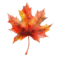 Obraz premium Autumn's Embrace A Single Maple Leaf in Vibrant Hues.