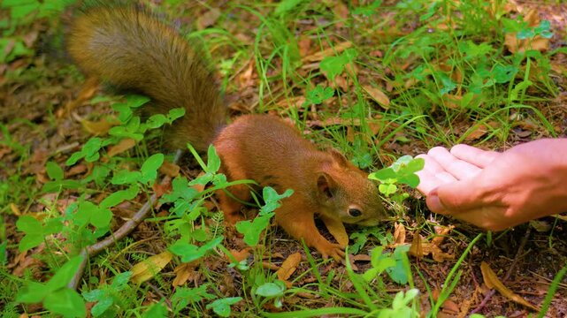 squirrel in the park a human hand reaches out a finger to let the animal sniff.