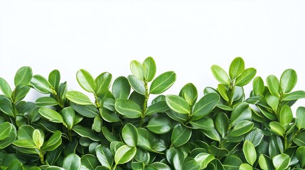 Fototapeta premium fresh green boxwood foliage close-up on a white background featuring lush evergreen shrub leaves ideal for garden decor and landscaping