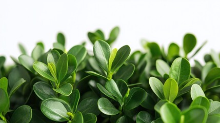 Obraz premium close-up of lush green boxwood shrub leaves on a white background perfect for fresh evergreen landscaping and botanical garden decor