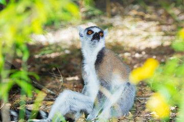 ring-tailed gray lemur in natural environment Madagascar.