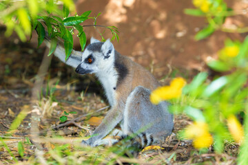 ring-tailed gray lemur in natural environment Madagascar.
