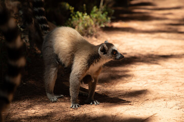 ring-tailed gray lemur in natural environment Madagascar.