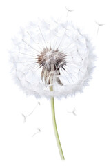 PNG A wind blowing dandelion flower plant white.