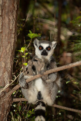 ring-tailed gray lemur in natural environment Madagascar.