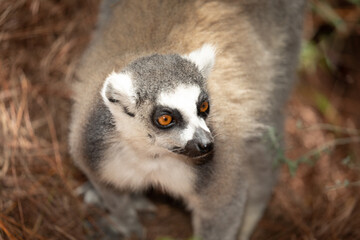 Fototapeta premium ring-tailed gray lemur in natural environment Madagascar.