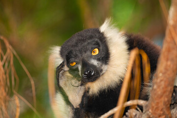 black and white ruffed lemur in natural habitat, Madagascar