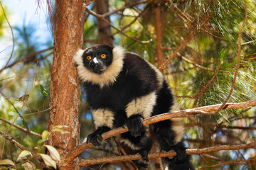 black and white ruffed lemur in natural habitat, Madagascar