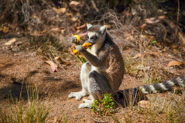 ring-tailed gray lemur in natural environment Madagascar.