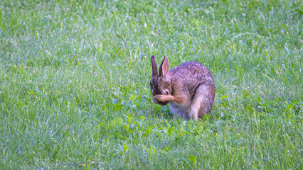 Rabbit-1