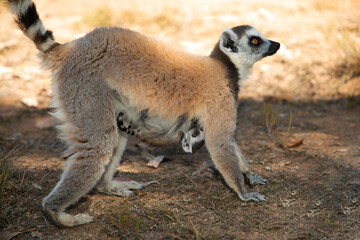 ring-tailed gray lemur in natural environment Madagascar.