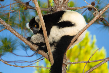 black and white ruffed lemur in natural habitat, Madagascar