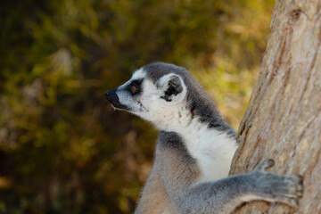 ring-tailed gray lemur in natural environment Madagascar.