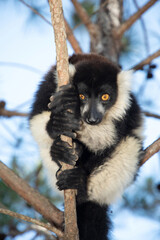 black and white ruffed lemur in natural habitat, Madagascar