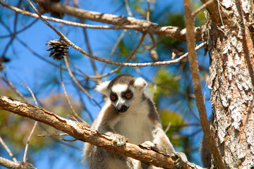 ring-tailed gray lemur in natural environment Madagascar.