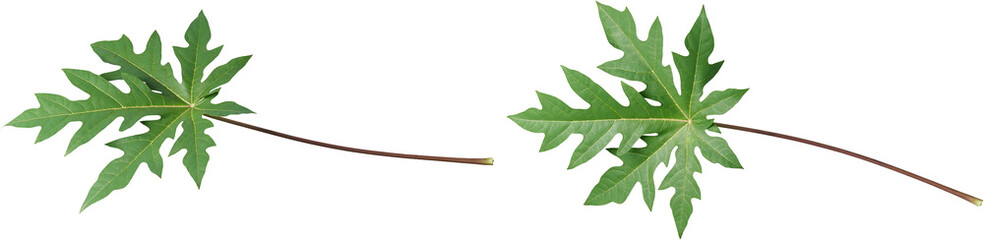 papaya leaves in different angles isolated white background, large leaf foliage with deep veins and long petioles or stalks, nutritional and medicinal value greens © Shamil