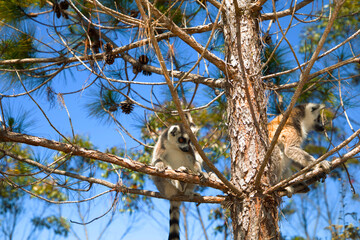 ring-tailed gray lemur in natural environment Madagascar.