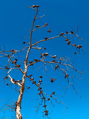 blur in south africa mlilwane wildlife nature reserve and tree