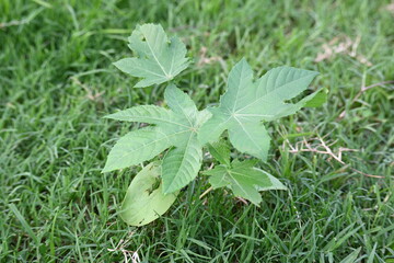 Castor oil plant. Ricinus communis, the castor bean or palma-christi is a species...