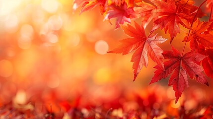 Fototapeta premium Vibrant Autumn Maple Leaves with Warm Bokeh