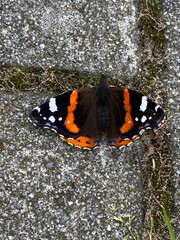 butterfly sitting on the ground, view from above