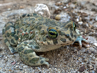 close up of a frog on green grass