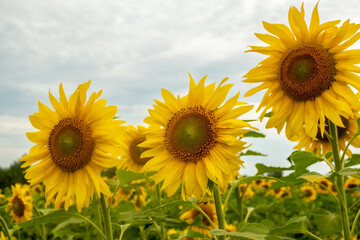 Fototapeta premium Beautiful close-up sunflowers growing on a field