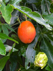  ripe persimmon on a tree in the garden