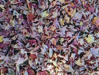 Fallen leaves on the forest floor showing their once bright colors slightly dulled by the passage of time. They have a variety of beautiful colors, shapes and patterns.  