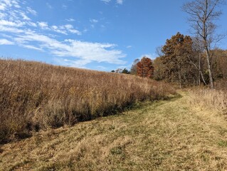 Obraz premium Tall prairie grasses show off brilliant colors of reds and golden yellows as they change in the fall. Tall grass prairies used to cover most of the state of Iowa. 