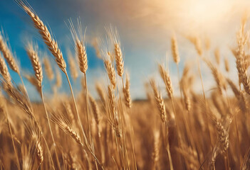 Fototapeta premium Golden wheat field under a vibrant sky at sunset with fluffy clouds enhancing the picturesque landscape