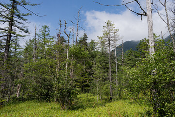 Obraz premium 夏の上高地，遊歩道の景観／長野県