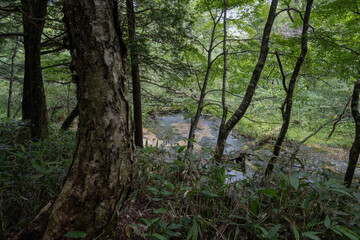 夏の上高地，遊歩道の景観／長野県