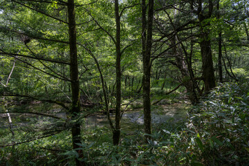 Obraz premium 夏の上高地，遊歩道の景観／長野県