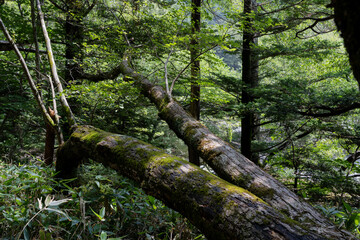 夏の上高地，遊歩道の景観／長野県